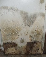 Microbial (Mould) Contamination